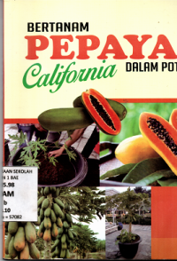 Image of Bertanam Pepaya California Dalam POT